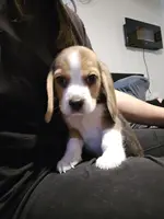 Roy, a male Beagle for sale in Missouri, MO – Photo 7 of 8