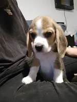 Roy, a male Beagle for sale in Missouri, MO – Photo 2 of 8