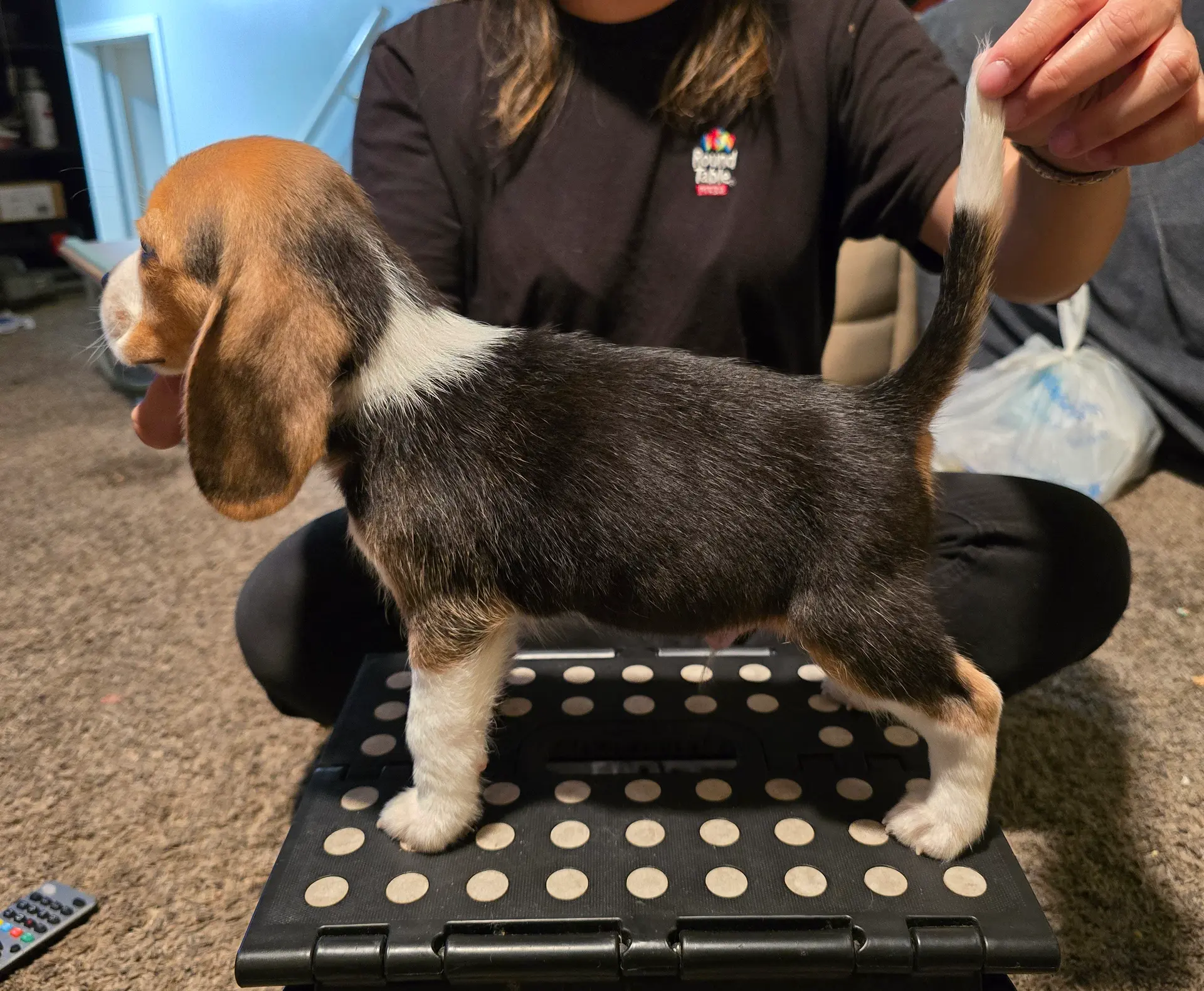 Roy, a male Beagle for sale in Missouri, MO – Photo 5 of 8
