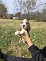 Roy, a male Beagle for sale in Missouri, MO – Photo 8 of 8
