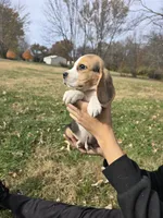 Roy, a male Beagle for sale in Missouri, MO – Photo 6 of 8