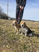 Rosie, a female Beagle for sale in Missouri, MO – 4 of 6