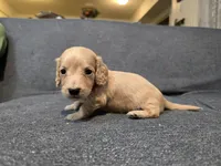 Kody, a male Miniature Dachshund for sale in Missouri, MO – Photo 2 of 7