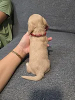 Kody, a male Miniature Dachshund for sale in Missouri, MO – Photo 3 of 7