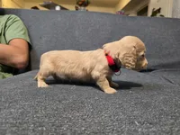 Kody, a male Miniature Dachshund for sale in Missouri, MO – Photo 4 of 7