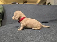 Kody, a male Miniature Dachshund for sale in Missouri, MO – Photo 5 of 7