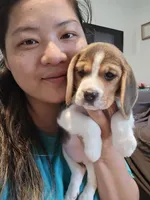 Rosie, a female Beagle for sale in Missouri, MO – 3 of 6