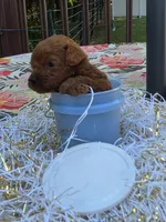 Milo , a male Poodle - Toy  for sale in Grabill, IN – 4 of 10