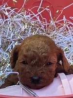 Peaches, a female Poodle - Toy  for sale in Grabill, IN – 3 of 9