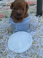 Milo , a male Poodle - Toy  for sale in Grabill, IN – 8 of 10