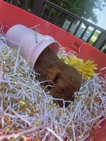 Peaches, a female Poodle - Toy  for sale in Grabill, IN – 2 of 9