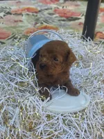 Milo , a male Poodle - Toy  for sale in Grabill, IN – 10 of 10