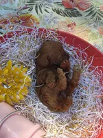 Peaches, a female Poodle - Toy  for sale in Grabill, IN – 4 of 9