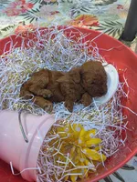 Peaches, a female Poodle - Toy  for sale in Grabill, IN – 9 of 9