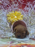 Peaches, a female Poodle - Toy  for sale in Grabill, IN – 1 of 9