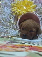 Peaches, a female Poodle - Toy  for sale in Grabill, IN – 5 of 9