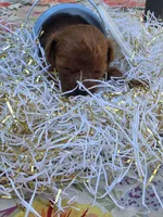 Milo , a male Poodle - Toy  for sale in Grabill, IN – 2 of 10