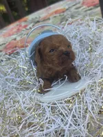 Milo , a male Poodle - Toy  for sale in Grabill, IN – 6 of 10