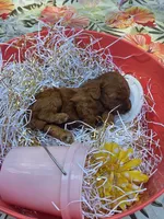 Peaches, a female Poodle - Toy  for sale in Grabill, IN – 6 of 9