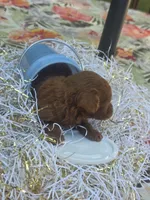 Milo , a male Poodle - Toy  for sale in Grabill, IN – 9 of 10