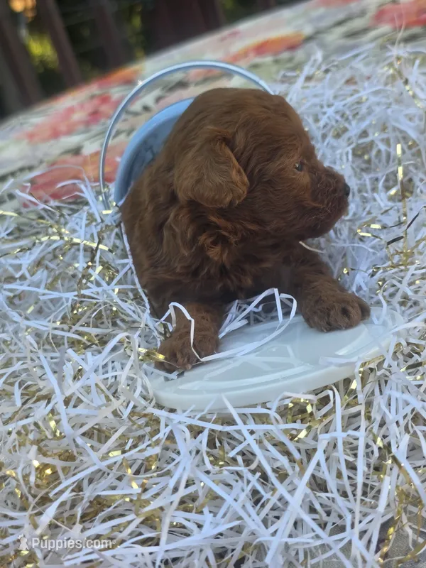 Milo  – Poodle - Toy  puppy for sale in Grabill, IN
