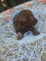 Milo , a male Poodle - Toy  for sale in Grabill, IN – 1 of 10