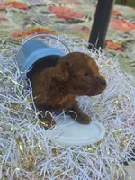 Milo , a male Poodle - Toy  for sale in Grabill, IN – 3 of 10