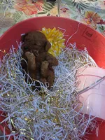Peaches, a female Poodle - Toy  for sale in Grabill, IN – 8 of 9