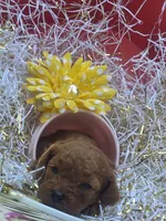 Peaches, a female Poodle - Toy  for sale in Grabill, IN – 7 of 9