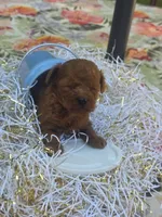 Milo , a male Poodle - Toy  for sale in Grabill, IN – 7 of 10