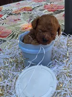 Milo , a male Poodle - Toy  for sale in Grabill, IN – 5 of 10