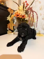 AKC Crumb , a male Poodle - Miniature  for sale in Lake Elsinore, CA – 5 of 7