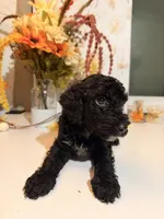 AKC Crumb , a male Poodle - Miniature  for sale in Lake Elsinore, CA – 3 of 7