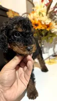 AKC Reeces , a male Poodle - Miniature  for sale in Lake Elsinore, CA – 3 of 7