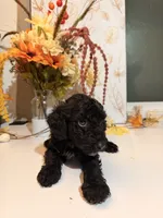 AKC Crumb , a male Poodle - Miniature  for sale in Lake Elsinore, CA – 6 of 7