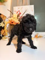 AKC Friday , a female Poodle - Miniature  for sale in Lake Elsinore, CA – 5 of 7