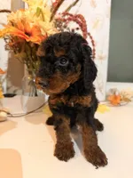 AKC Reeces , a male Poodle - Miniature  for sale in Lake Elsinore, CA – 2 of 7