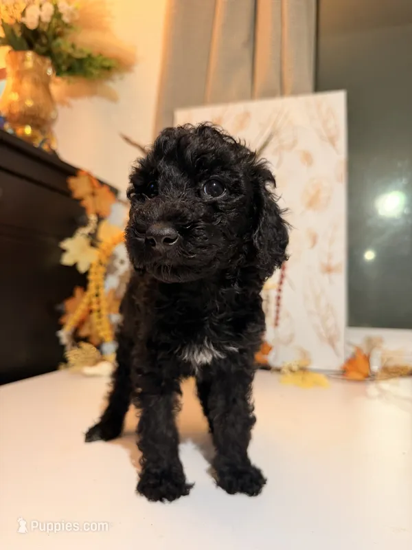 AKC Friday  – Poodle - Miniature  puppy for sale in Lake Elsinore, CA