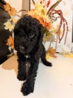 AKC Friday , a female Poodle - Miniature  for sale in Lake Elsinore, CA – 2 of 7