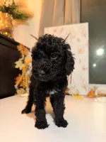 AKC Friday , a female Poodle - Miniature  for sale in Lake Elsinore, CA – 6 of 7