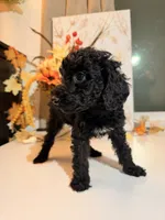 AKC Friday , a female Poodle - Miniature  for sale in Lake Elsinore, CA – 7 of 7