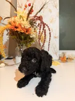 AKC Crumb , a male Poodle - Miniature  for sale in Lake Elsinore, CA – 7 of 7