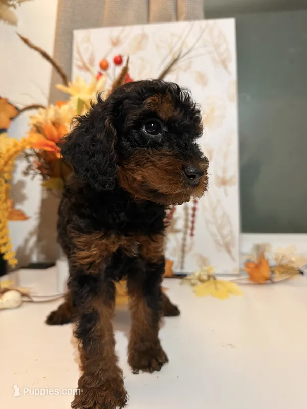 AKC Reeces  – Poodle - Miniature  puppy for sale in Lake Elsinore, CA