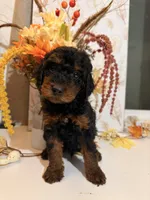 AKC Reeces , a male Poodle - Miniature  for sale in Lake Elsinore, CA – 6 of 7