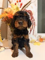 AKC Reeces , a male Poodle - Miniature  for sale in Lake Elsinore, CA – 5 of 7