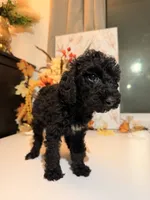 AKC Friday , a female Poodle - Miniature  for sale in Lake Elsinore, CA – 3 of 7