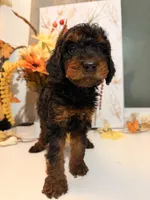 AKC Reeces , a male Poodle - Miniature  for sale in Lake Elsinore, CA – 4 of 7