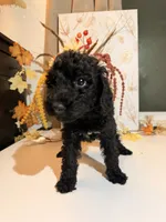 AKC Friday , a female Poodle - Miniature  for sale in Lake Elsinore, CA – 4 of 7