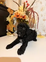 AKC Crumb , a male Poodle - Miniature  for sale in Lake Elsinore, CA – 4 of 7