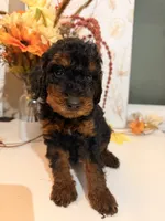 AKC Reeces , a male Poodle - Miniature  for sale in Lake Elsinore, CA – 7 of 7
